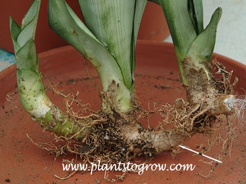 The rhizome of Sansevieria Moon Glow.